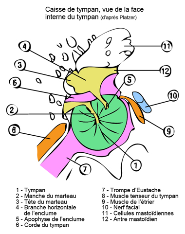 L'Oreille moyenne : anatomie complète : tympan, parois