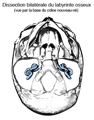 Cochlea by Crane