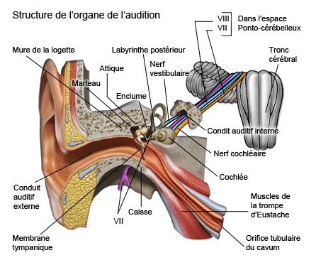 Cross-section of an ear