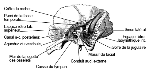 Cross-section of the ossical canal