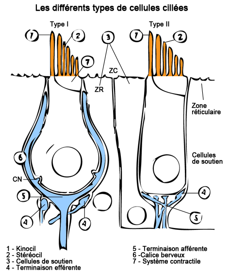 Different types of hair cells