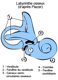 labyrinthe osseux