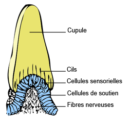 Location of the Ampullary Crest