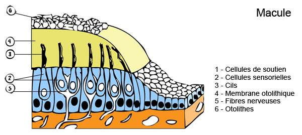 Macula