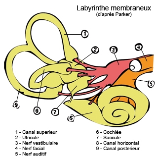Le conduit auditif interne dans l'oreille : anatomie