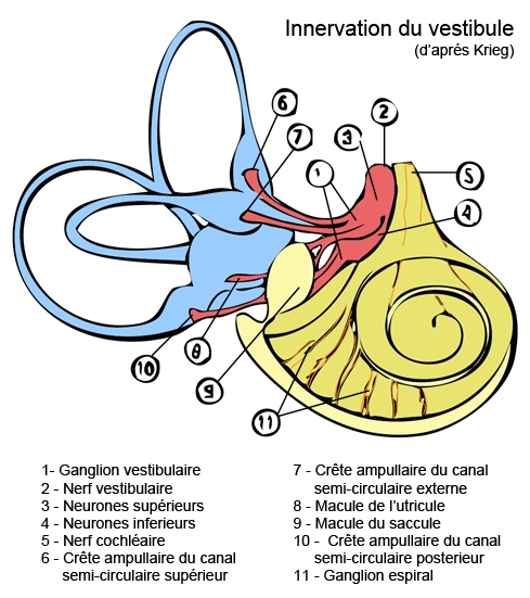 Vestibular innervation and vascularization, anatomy of the inner ear