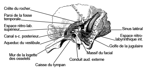 Transversal - canal osicular