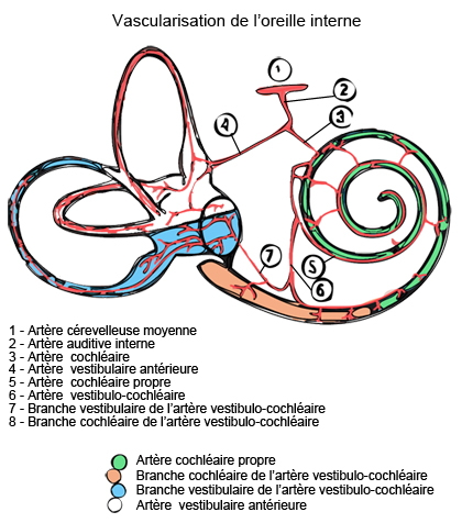 vascularisation de l'oreille interne