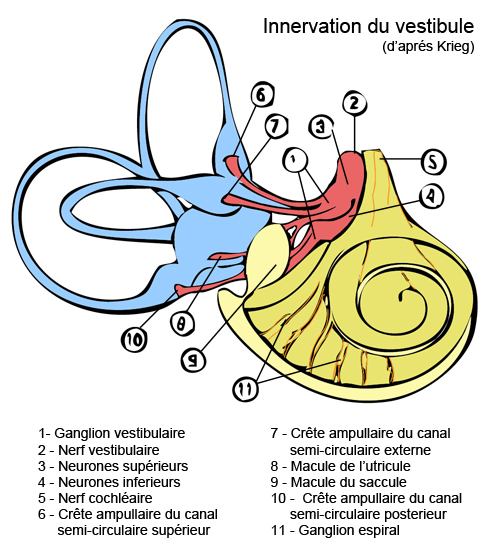 Vestibular innervation
